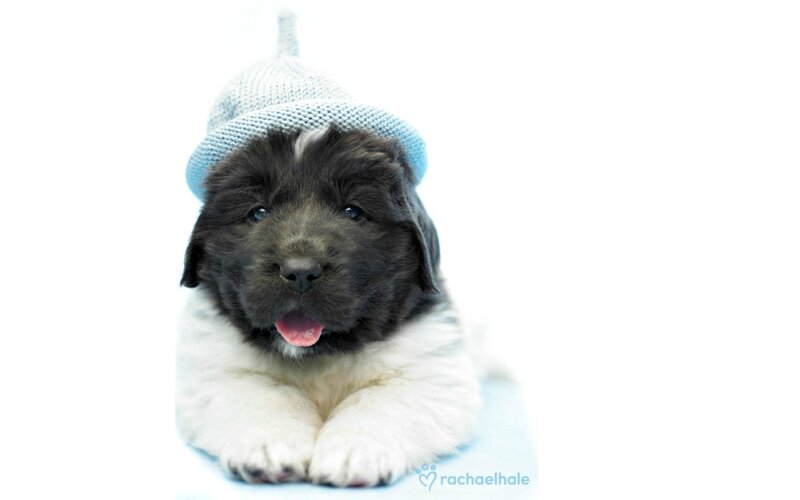 Black and White Puppy — Playful, Photograph, Knit Hat
