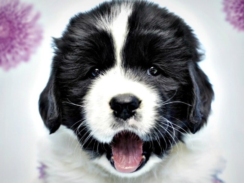 Black and White Puppy — Playful, Photograph