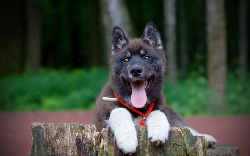 Black and White Puppy — Playful