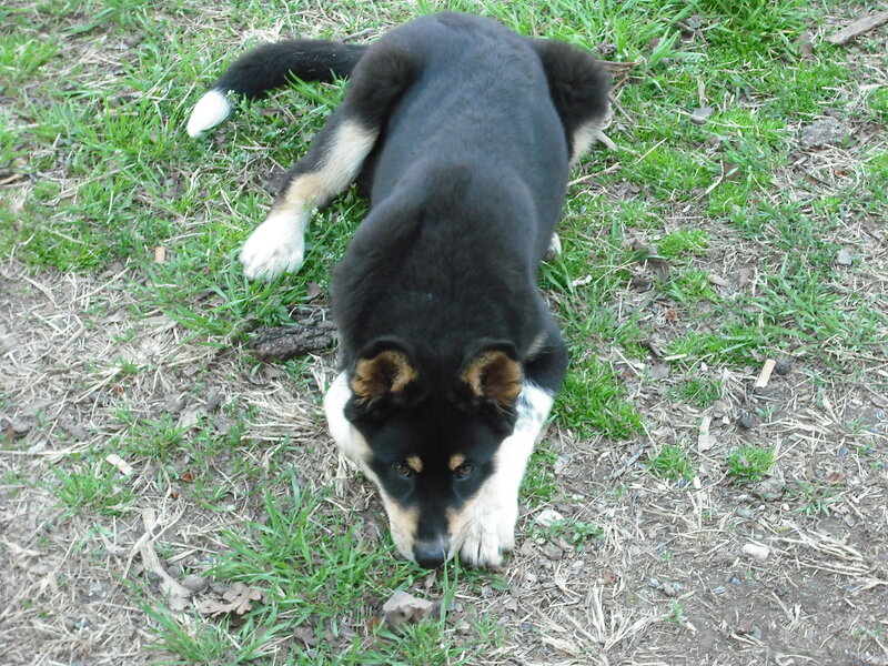 black and white puppy playing