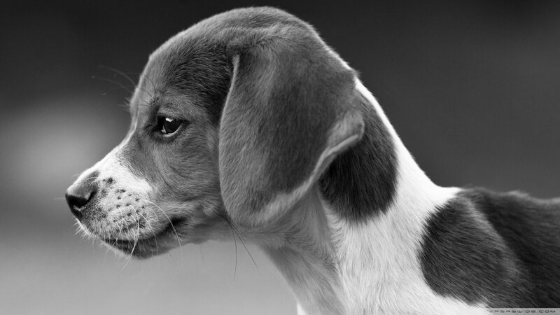black and white puppy portrait