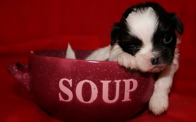 Black and White Puppy — Red, Calm, Photograph