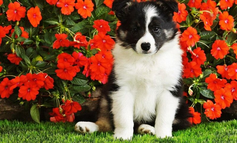 Black and White Puppy — Red, Calm
