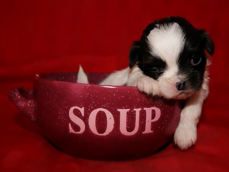 Black and White Puppy — Red, Cute