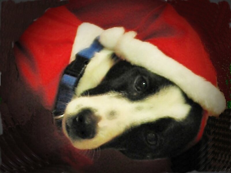 Black and White Puppy — Red, Festive