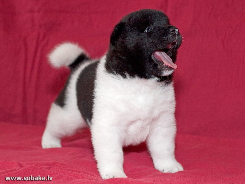 Black and White Puppy — Red