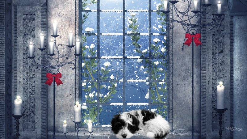 Black and White Puppy — Serene