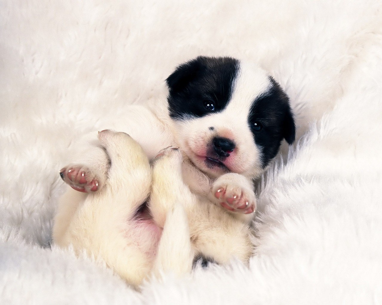 Black and white puppy sleeping