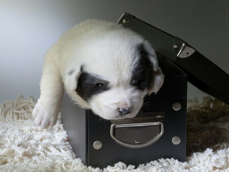 Black-and-white Puppy — White, Calm, Photograph