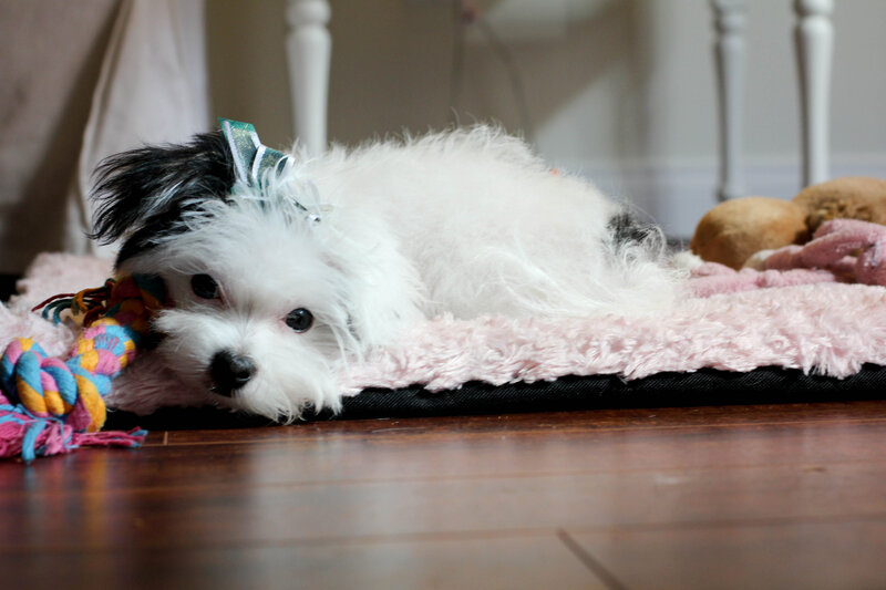 Black-and-white Puppy — White, Calm