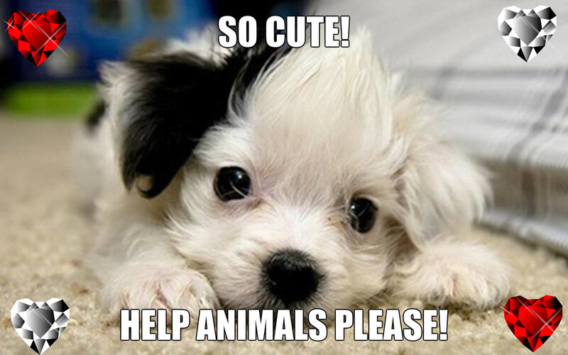 Black-and-white Puppy — White, Cute