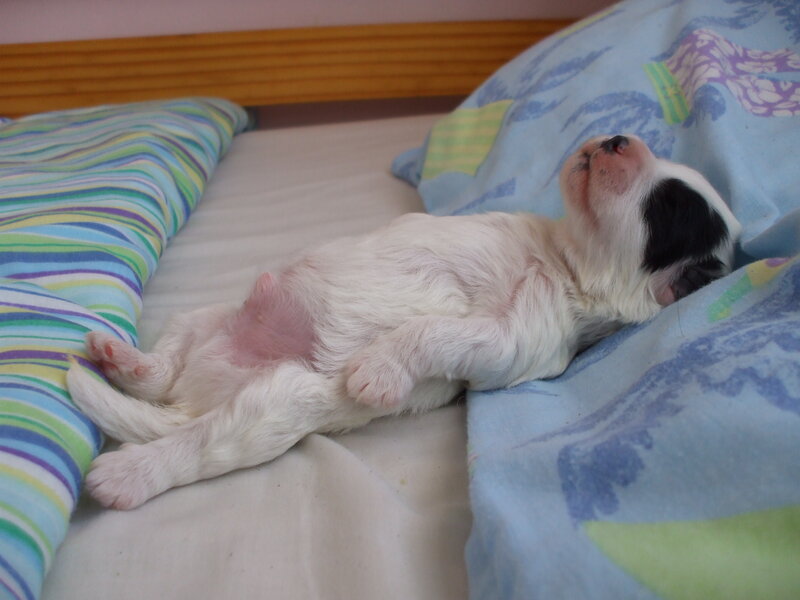 Black-and-white Puppy — White, Peaceful
