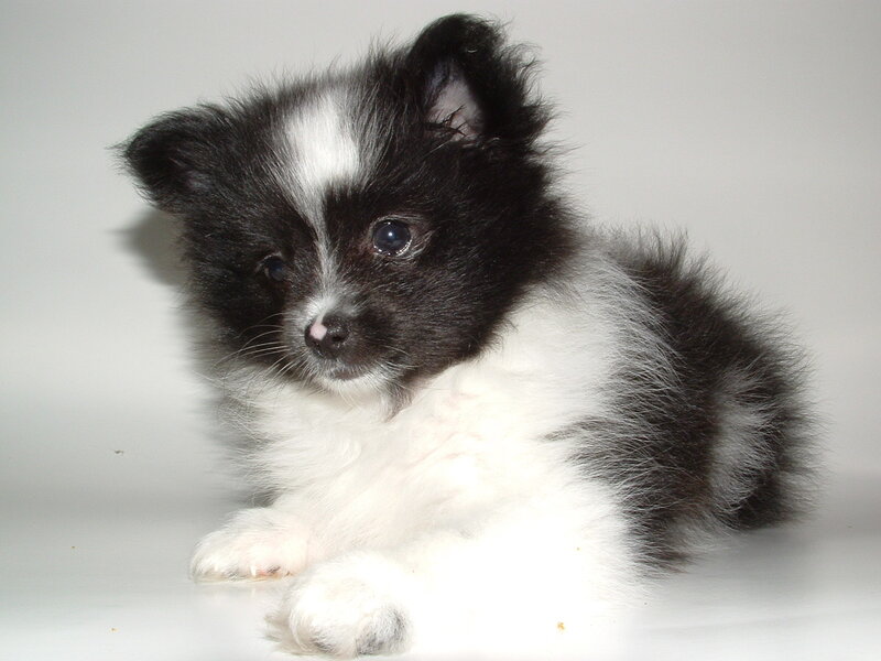Black and White Puppy — White Surface