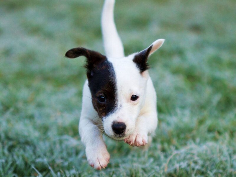 Black-and-white Puppy — White