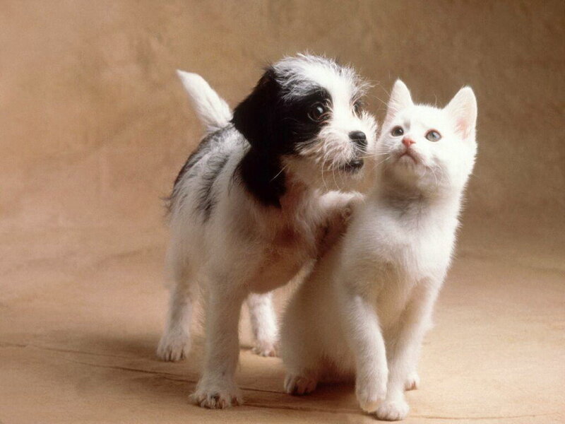 Black and White Puppy with Kitten