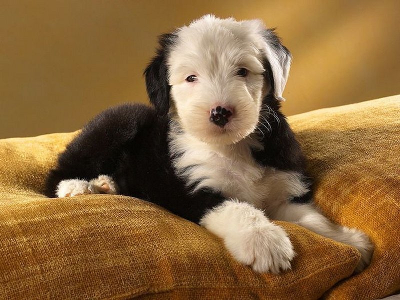 Black and White Puppy — Yellow, Calm