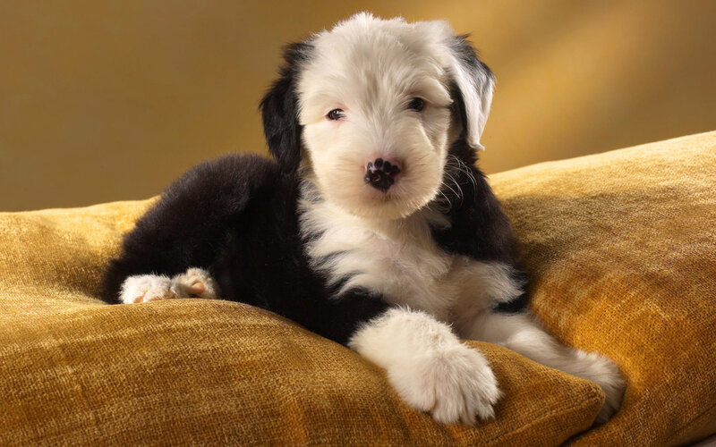 Black and White Puppy — Yellow