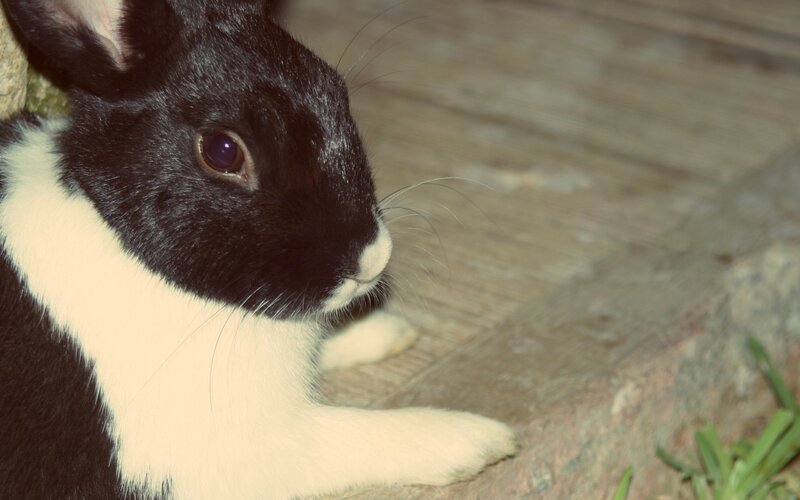 black and white rabbit