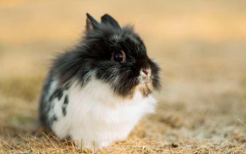 Black and White Rabbit — Brown, Calm, Afternoon
