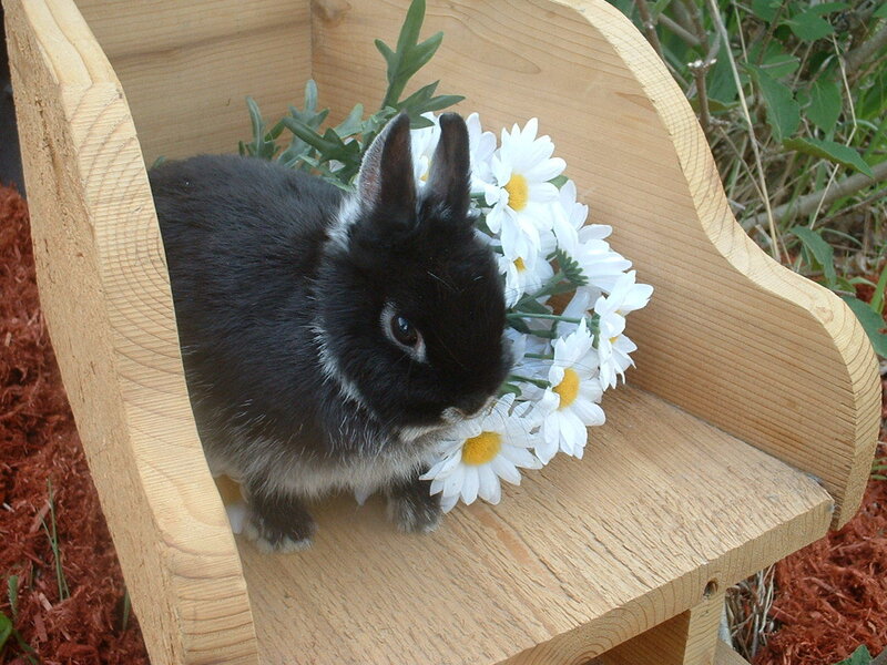 Black and White Rabbit — Brown