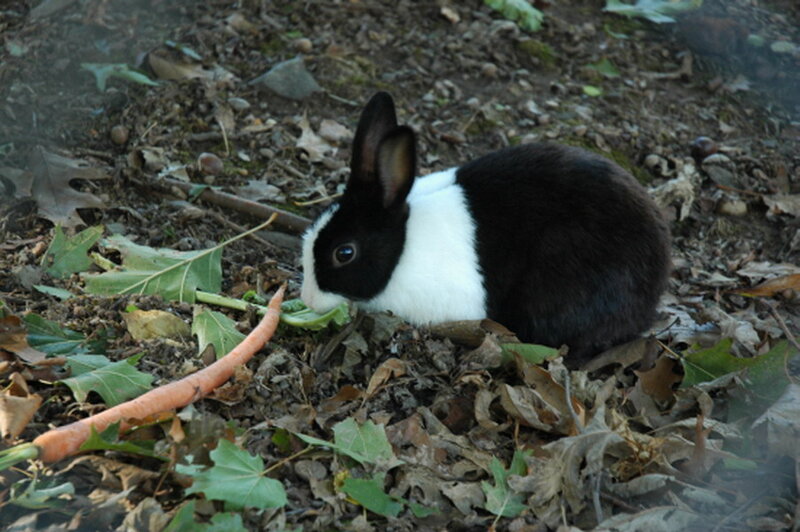 Black and White Rabbit — Calm, Autumn