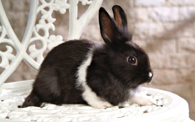 Black and White Rabbit — Calm, Photograph, Chair