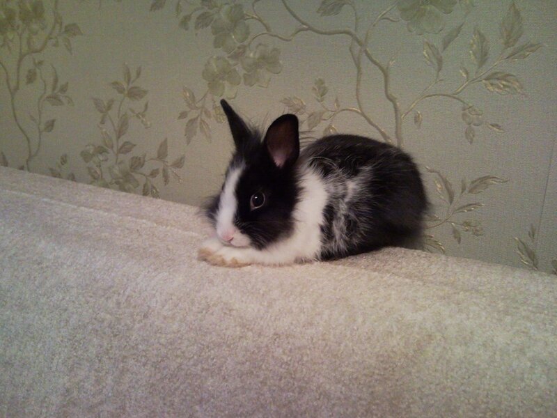 Black and White Rabbit — Calm, Photograph, Couch