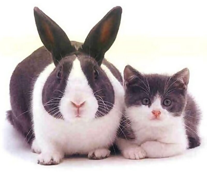 Black and White Rabbit — Calm, Photograph, Kitten