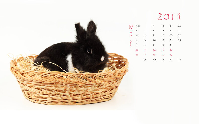 Black and White Rabbit — Calm, Spring
