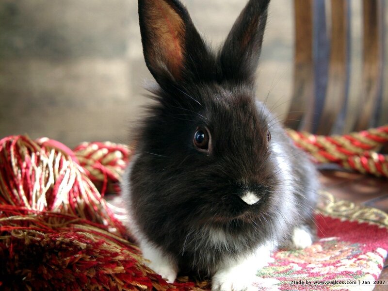 Black and White Rabbit — Calm