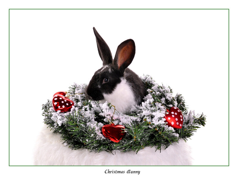 Black and White Rabbit — Festive