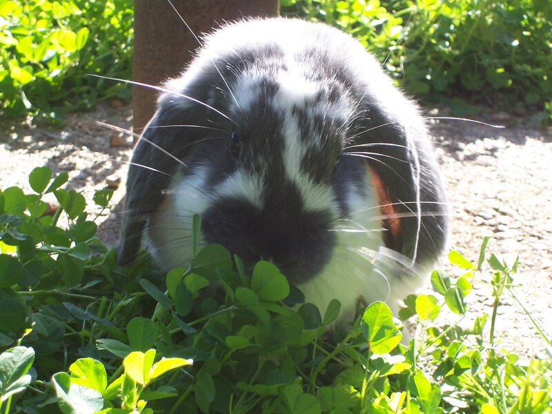 Black and White Rabbit — Green, Calm, Afternoon, Photograph, Plants