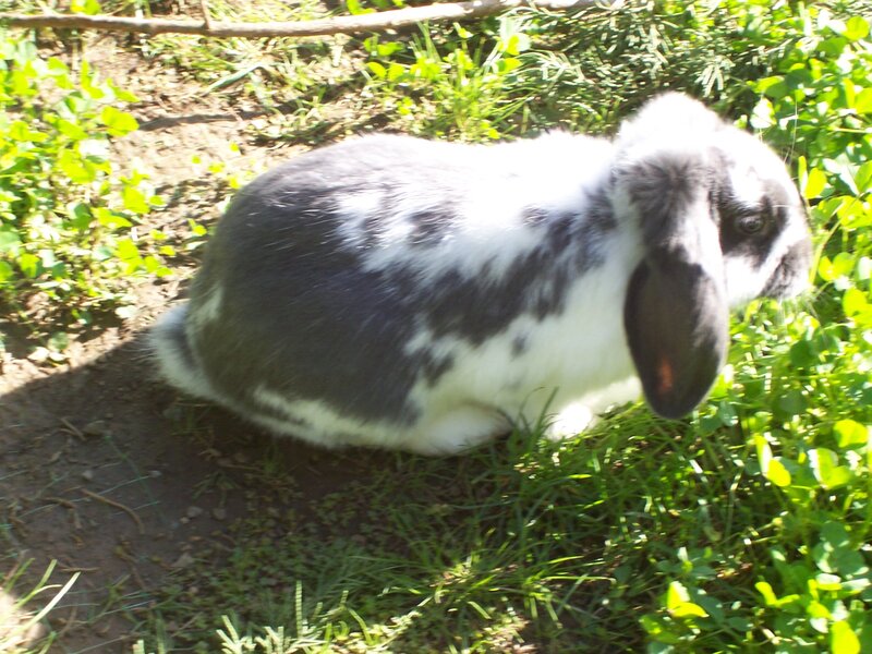 Black and White Rabbit — Green, Calm, Afternoon