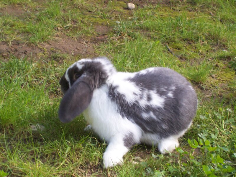 Black and White Rabbit — Green, Calm