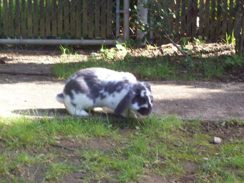 Black and White Rabbit — Green