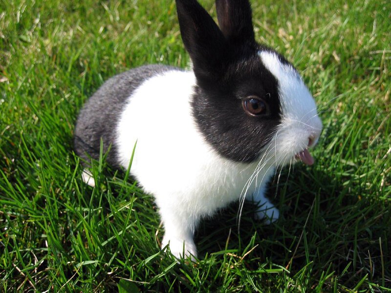 black and white rabbit in grass
