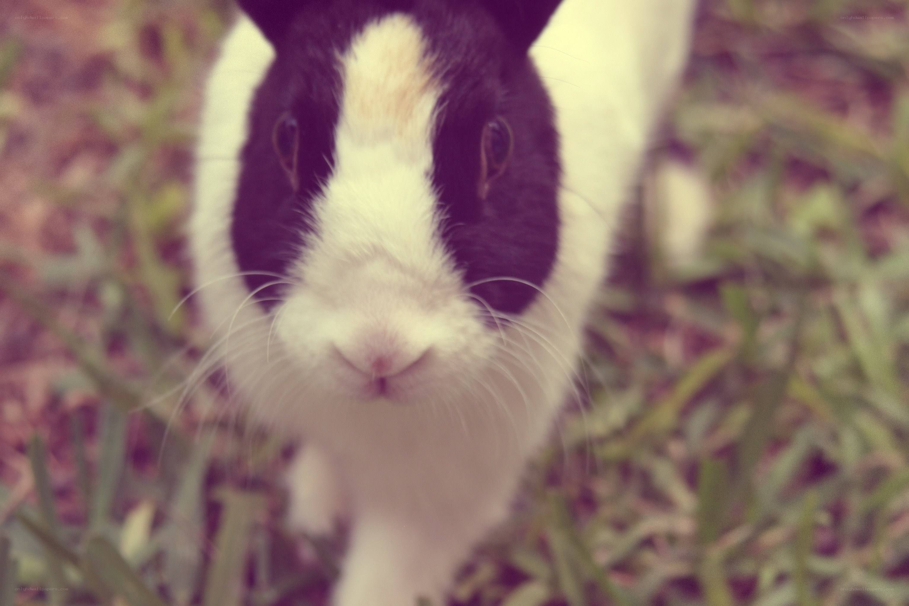 black and white rabbit in grass