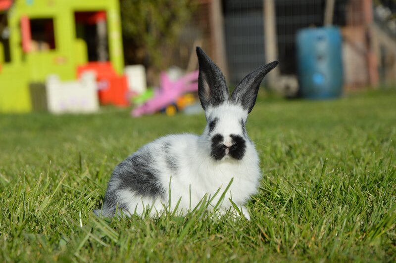 black and white rabbit on grass