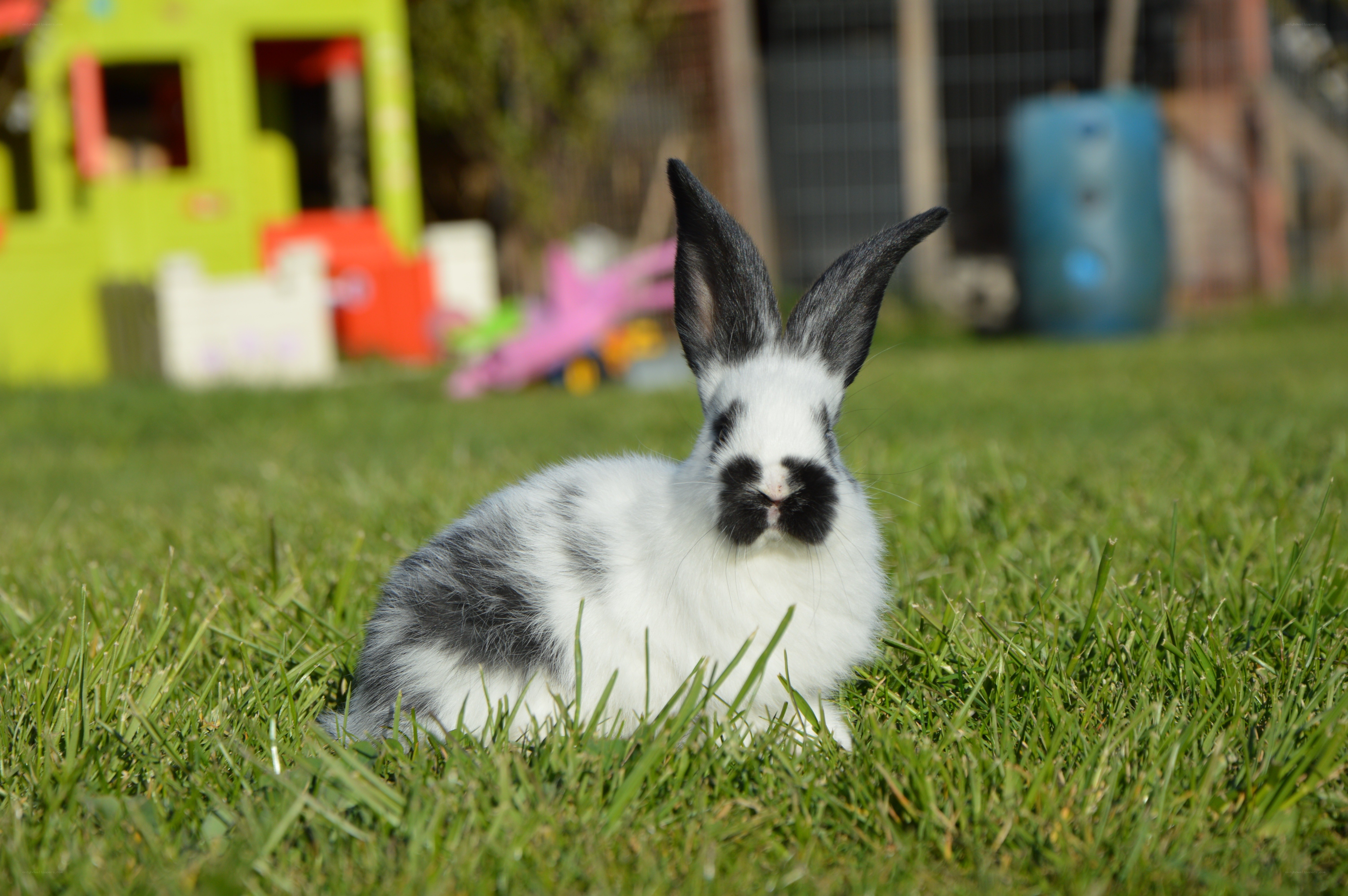 black and white rabbit on grass