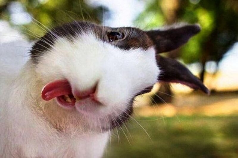 Black and White Rabbit — Playful