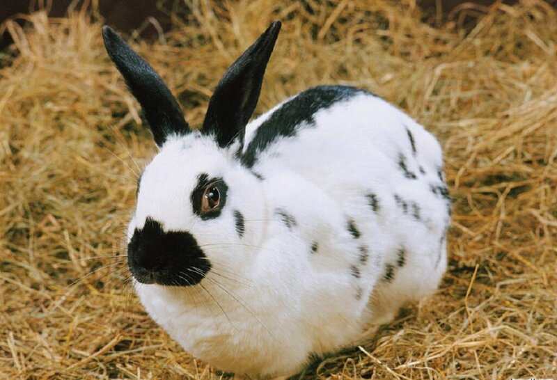 Black-and-white Rabbit — White, Calm, Photograph