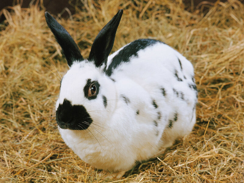 Black-and-white Rabbit — White, Calm