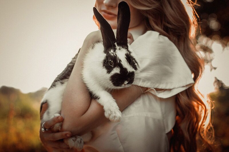 Black-and-white Rabbit — White, Serene