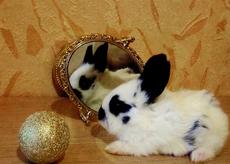 Black-and-white Rabbit — White