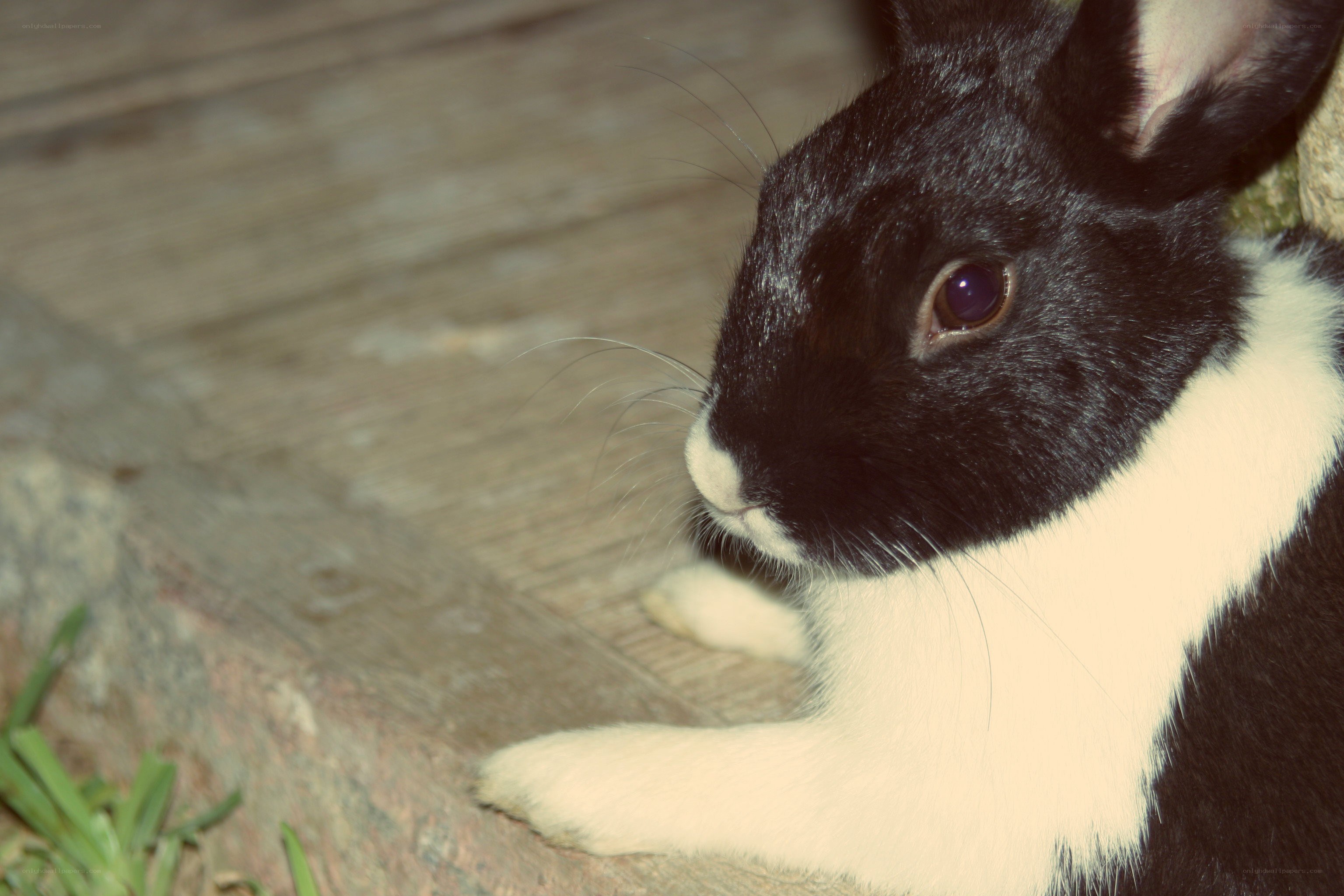 black and white rabbit