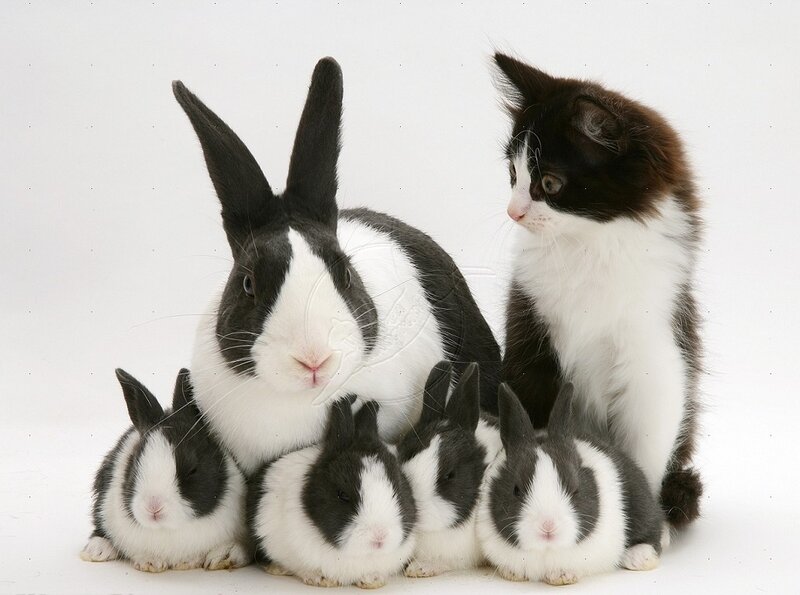 Black-and-white Rabbits and Kitten