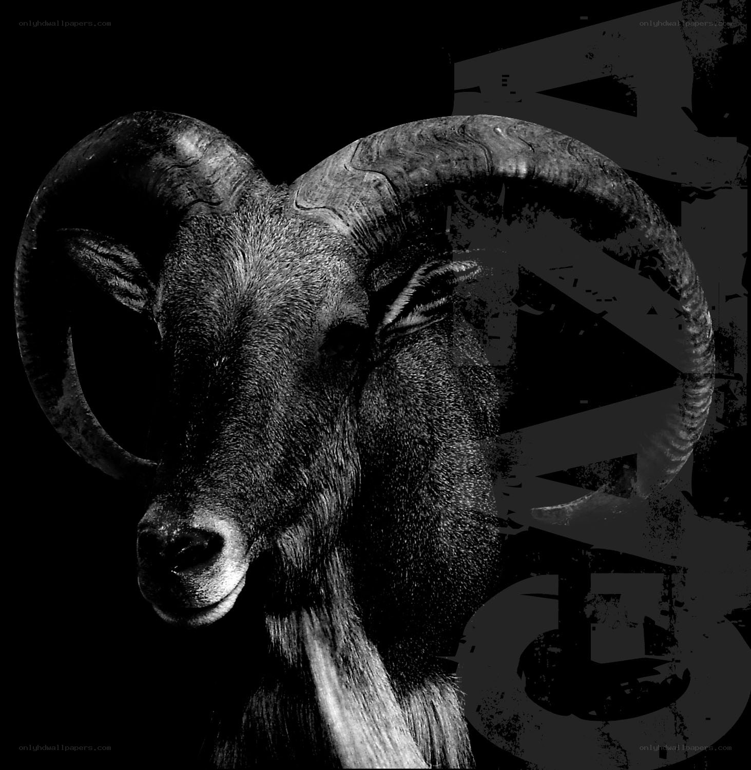 Black and white ram portrait