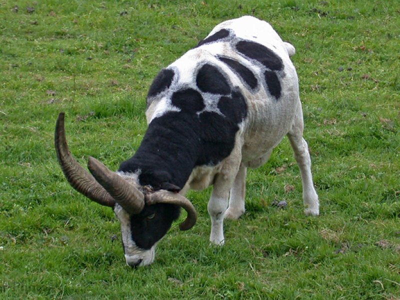 Black-and-white Ram