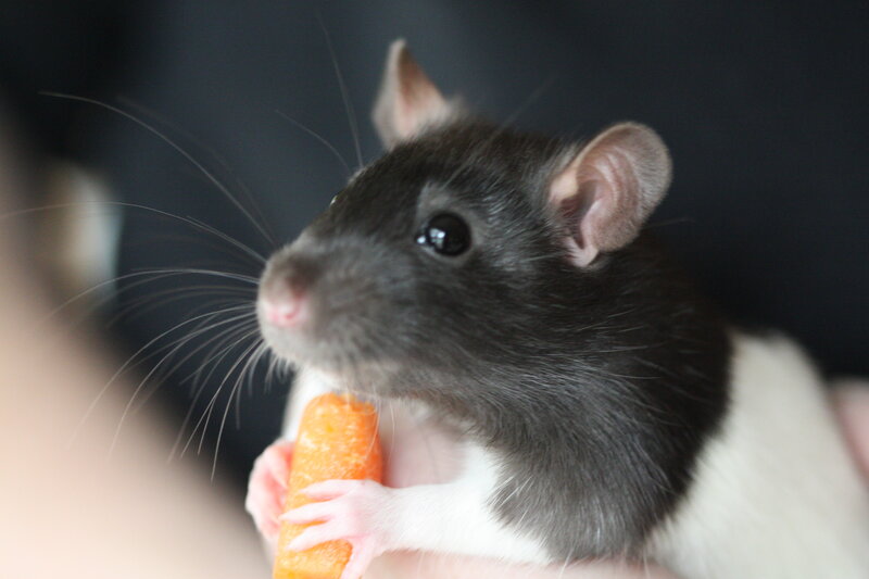 Black and White Rat — Calm