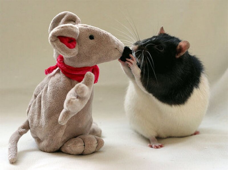 Black-and-white Rat with Toy